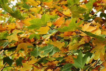 Fototapeta premium Sycamore leaves in autumn