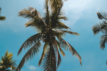 Fototapeta na wymiar Palms and sky background. China, Hainan island, Sanya.