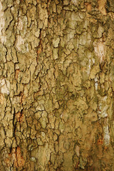 Sycamore bark. Texture.