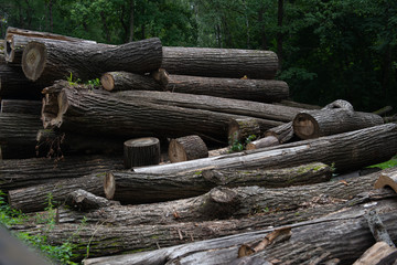 Obraz premium Wooden natural cut logs textured in a park