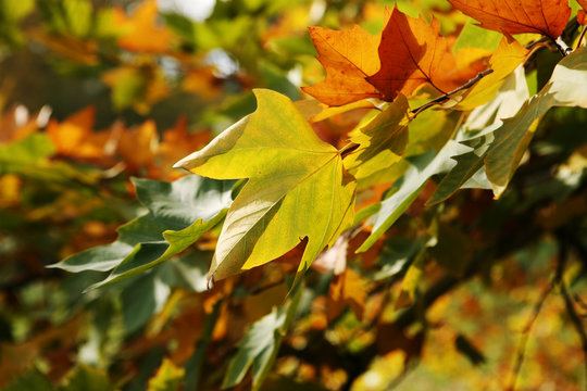 Sycamore leaves in autumn