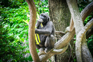 Gorilla in the branch