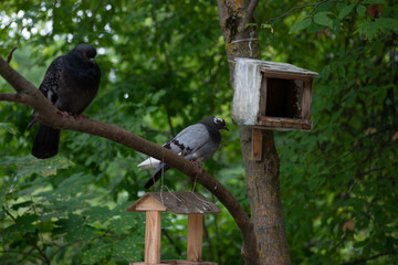 Pigeon in a birdhouse in the Park on a green background