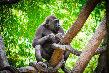 Gorilla in the branch