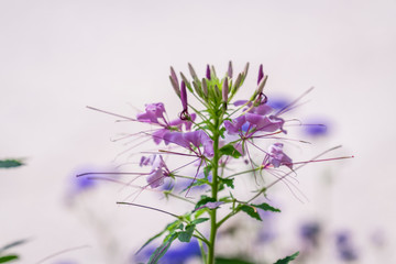 Flowers and bees