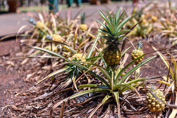 Naklejka na ściany i meble Pineapples growing in Hawaii