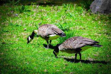 duck on grass