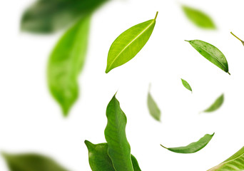 Vividly flying in the air green tea leaves isolated on white background 3d illustration. Food...