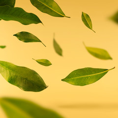 Vividly flying in the air green tea leaves isolated on white background 3d illustration. Food levitation concept