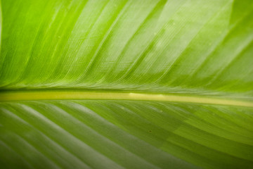 Green leaf