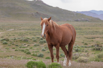 Beautiful Wild Horse in the Utah desert