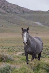 Beautiful Wild Horse in the Utah desert