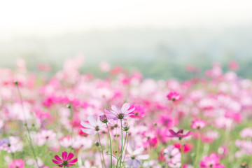 Obraz premium Soft, selective focus of Cosmos, blurry flower for background, colorful plants
