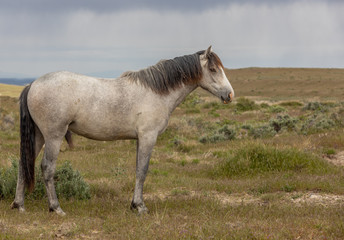 Obraz na płótnie Canvas Beautiful Wild Horse in the Utah desert