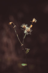 Beautiful yellow small dandelion