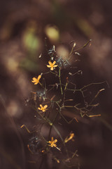 Beautiful yellow flowers while climbing the mountains 