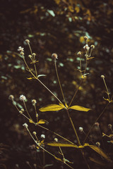 Beautiful tall flower  