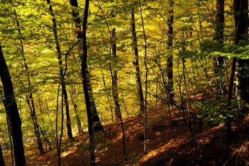 Der Steigerwald bei Ebrach im Naturpark Steigerwald, Landkreis Bamberg, Unterfranken, Franken,  Deutschland
