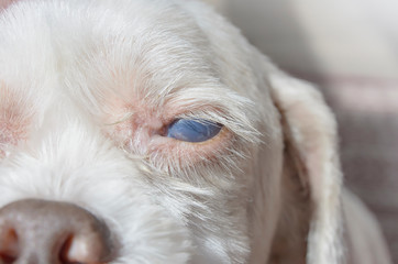 Close up on the eye of an old dog with white eye disease, blind dog. Cataracts or uveitis diseases....