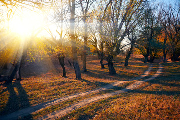 ground road and beautiful trees in the autumn forest,bright sunlight with shadows at sunset