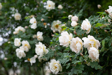 Beautiful white roses in garden. Rosa spinosissima.