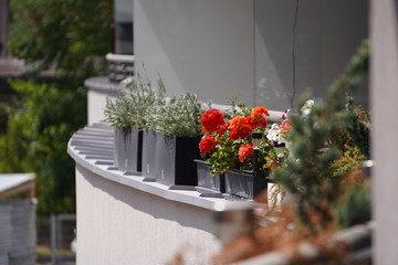 colorful flowers in pots on balcony or loggia fence, railing decoration in city. Colorful pots with flowers outdoors. Flower bed with red flowers on window sill, exterior decoration