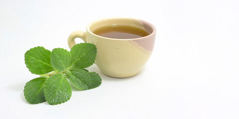 Boldo tea. Natural and medicinal tea. Fresh green plant. Space for text.