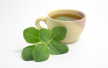 Boldo tea. Natural and medicinal tea. Fresh green plant. Boldo leaf inside the beverage.