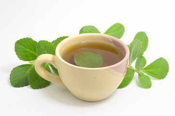 Boldo tea. Natural and medicinal tea. Fresh green plant. Boldo leaf inside the beverage.
