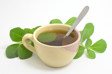 Boldo tea. Natural and medicinal tea. Fresh green plant. Boldo leaf and a teaspoon inside the...