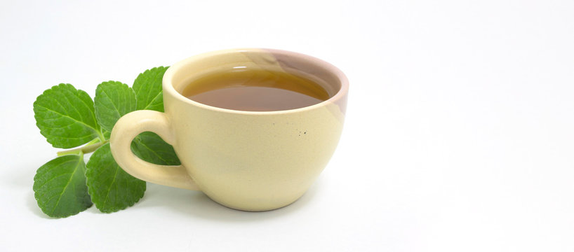 Boldo tea. Natural and medicinal tea. Fresh green plant. Space for text.