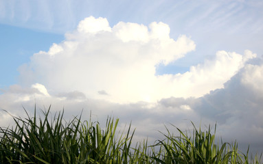 Obraz na płótnie Canvas Grass and beautiful clouds on sky