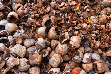 Pile of dried coconut husk peel are good quality raw material of natural organic compost or fertilizer hydroponics plants home garden. It is also good for firewood. It is dried, brown and burned. 