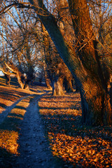 ground road and beautiful trees in the autumn forest,bright sunlight with shadows at sunset