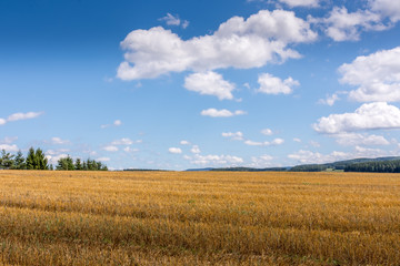 harvested field with blue sky