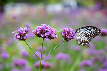 Butterfly on verbena flower in the garden
