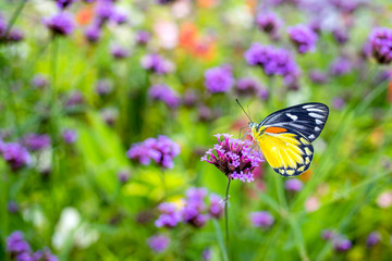 Butterfly on verbena flower in the garden