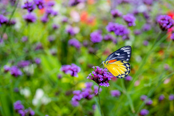 Butterfly on verbena flower in the garden