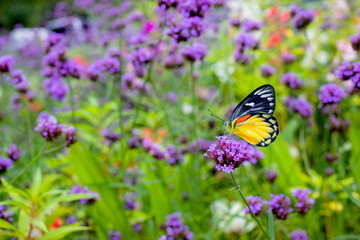 Butterfly on verbena flower in the garden