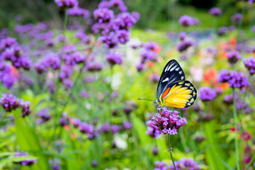 Fototapeta na wymiar Butterfly on verbena flower in the garden