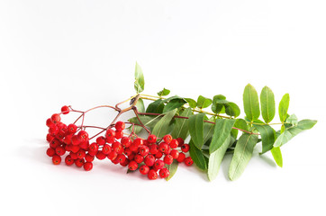 Red ripe bunch of rowan with green rowan leaves on white background