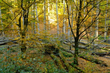 Der Steigerwald bei Ebrach im Naturpark Steigerwald, Landkreis Bamberg, Unterfranken, Franken,  Deutschland