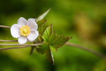 Sylvestris flower