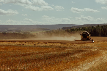 Fototapeta premium single combine harvester on a field
