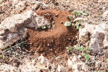 Anthill in Sicilian red soil
