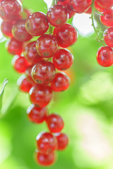 Red currants in the garden