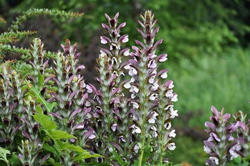 Acanthus Mollis, commonly known as Bear's Breeches, Sea Dock, Bearsfoot or Oyster plant, is a...