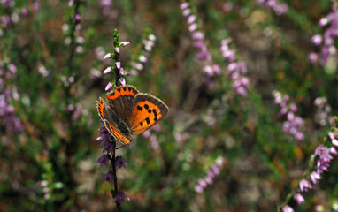 Feuerfalter-Lycaena phlaeas