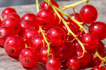 Red Currant Berries Close Up. Macro.