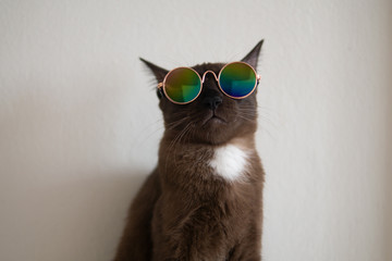 Brown cat with white mark wear metalic style glasses to party concept fancy dress up in funny and cool mood